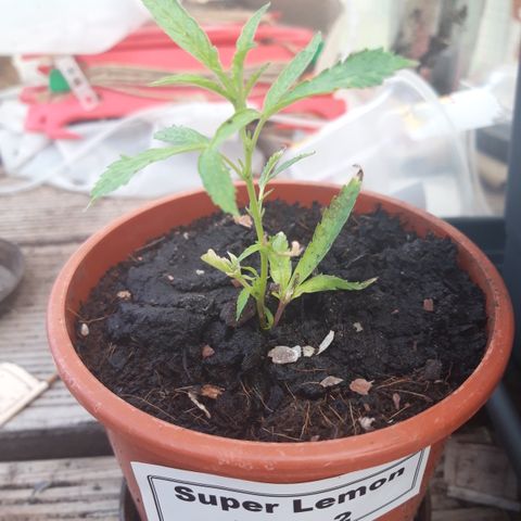 Super Lemon Haze 2 growlog timeline photo