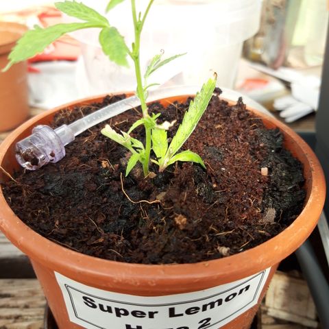 Super Lemon Haze 2 growlog timeline photo
