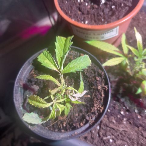 Super Lemon Haze 2 growlog timeline photo