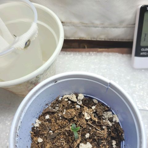 Purple Bubba Kush growlog timeline photo
