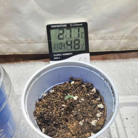 Purple Bubba Kush growlog timeline photo