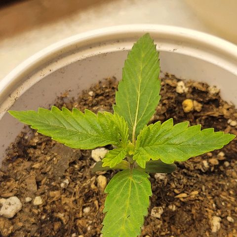 Purple Bubba Kush growlog photo: Día- noche