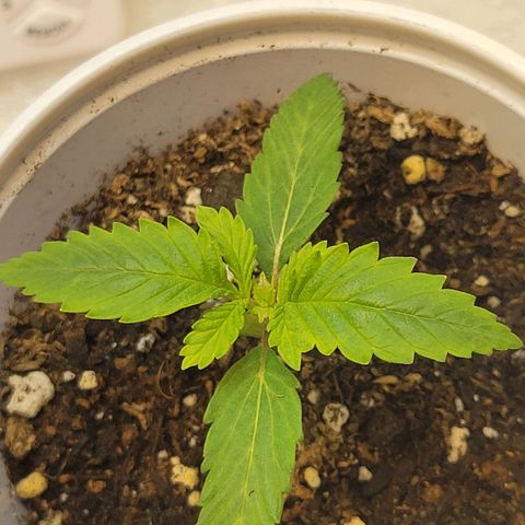 Purple Bubba Kush growlog photo: Día- noche