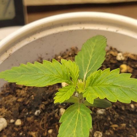 Purple Bubba Kush growlog photo: Día- noche