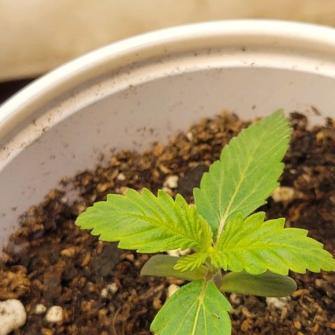 Purple Bubba Kush growlog timeline photo