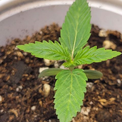 Purple Bubba Kush growlog timeline photo