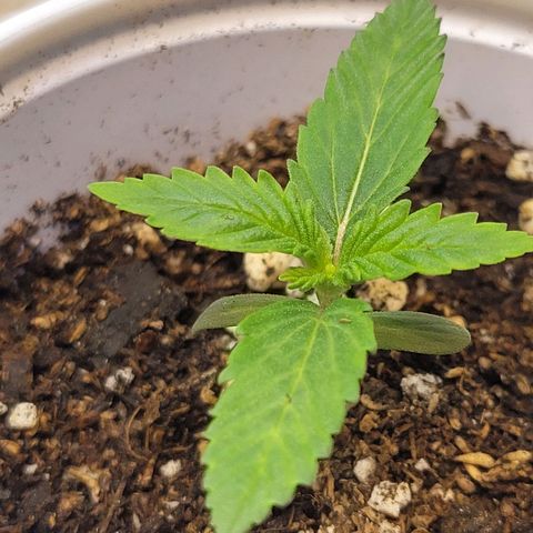 Purple Bubba Kush growlog timeline photo