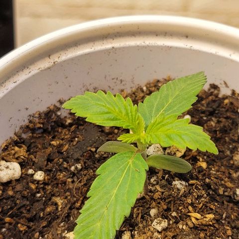 Purple Bubba Kush growlog timeline photo