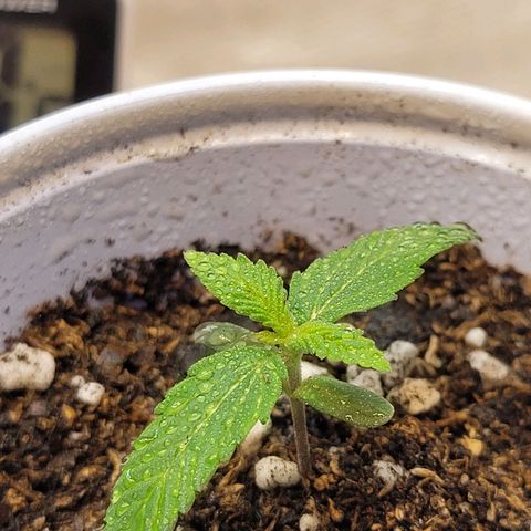 Purple Bubba Kush growlog timeline photo