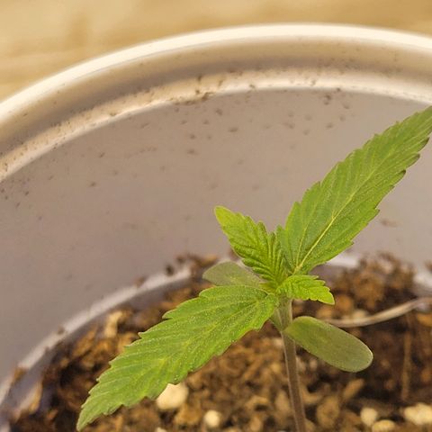 Purple Bubba Kush growlog timeline photo