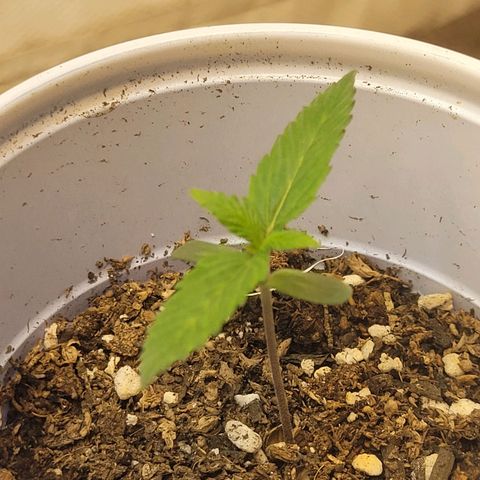 Purple Bubba Kush growlog timeline photo