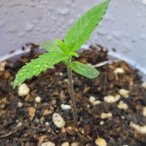 Purple Bubba Kush growlog timeline photo