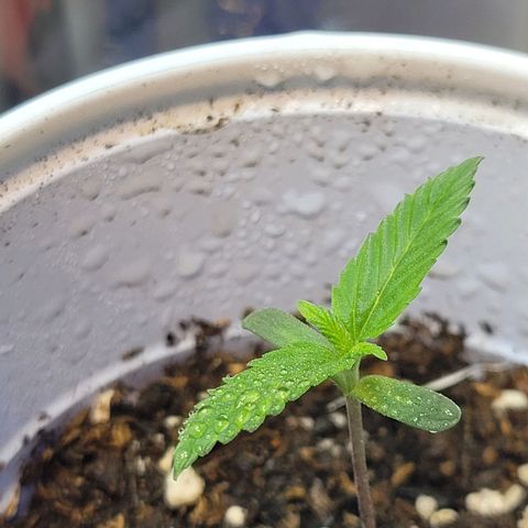 Purple Bubba Kush growlog timeline photo