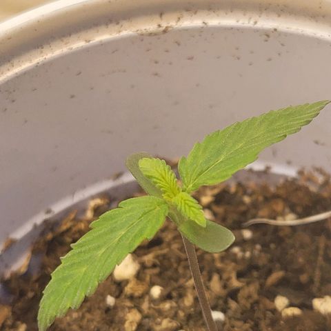 Purple Bubba Kush growlog timeline photo
