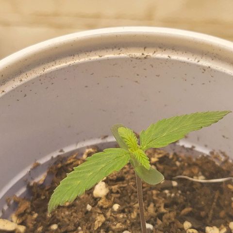 Purple Bubba Kush growlog timeline photo