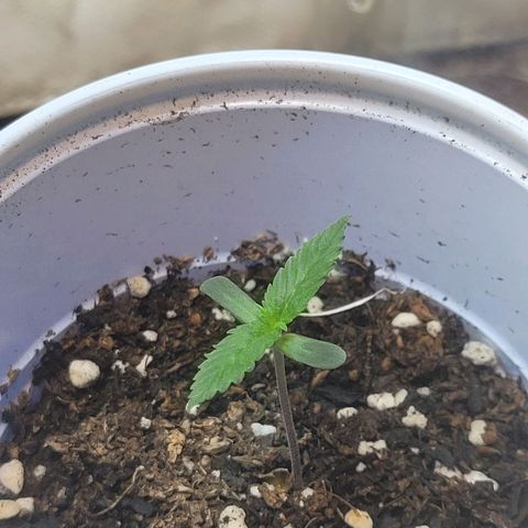 Purple Bubba Kush growlog timeline photo