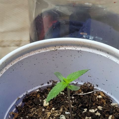 Purple Bubba Kush growlog timeline photo