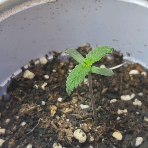 Purple Bubba Kush growlog timeline photo