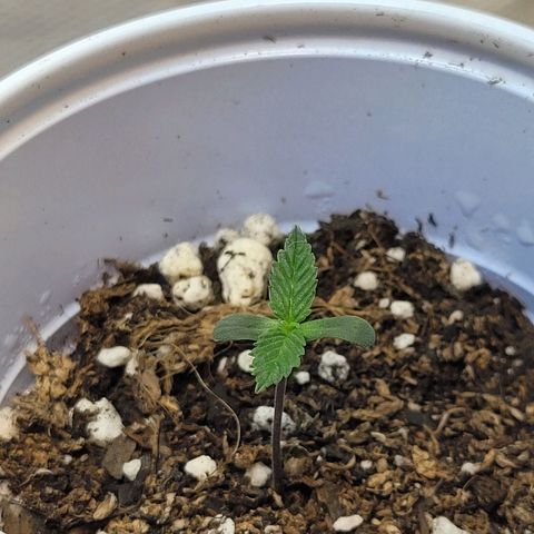 Purple Bubba Kush growlog timeline photo
