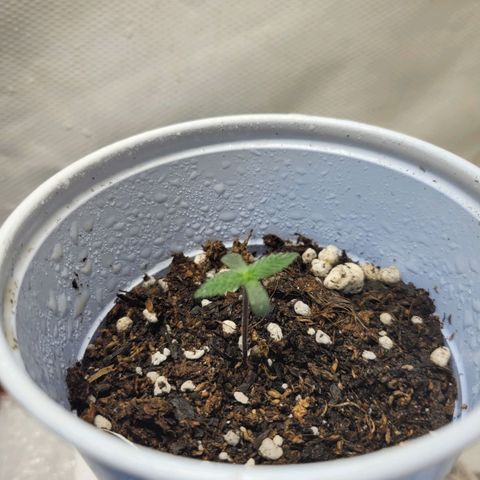 Purple Bubba Kush growlog timeline photo