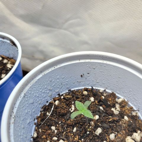 Purple Bubba Kush growlog timeline photo