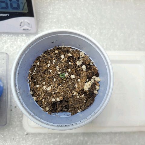 Purple Bubba Kush growlog timeline photo
