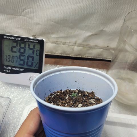 Purple Bubba Kush growlog timeline photo