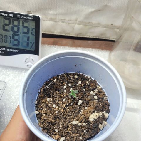 Purple Bubba Kush growlog timeline photo