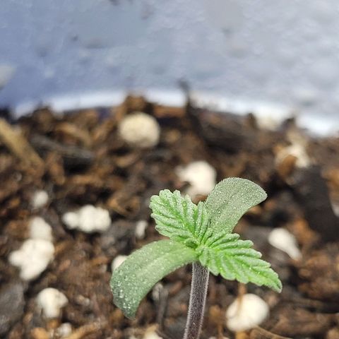 Purple Bubba Kush growlog timeline photo