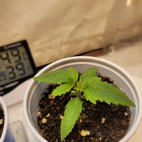 Purple Bubba Kush growlog timeline photo