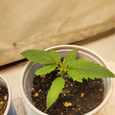 Purple Bubba Kush growlog timeline photo