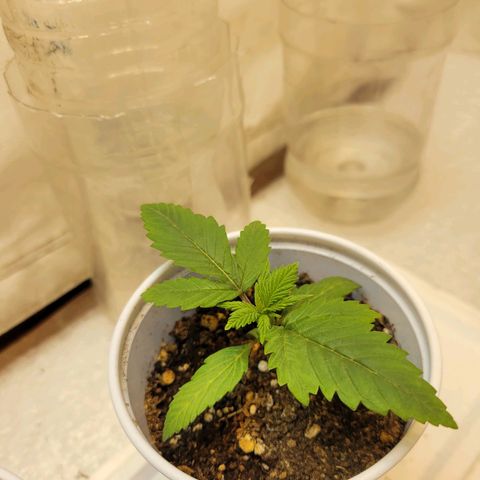 Purple Bubba Kush growlog timeline photo