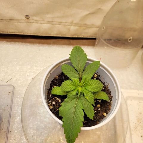 Purple Bubba Kush growlog timeline photo