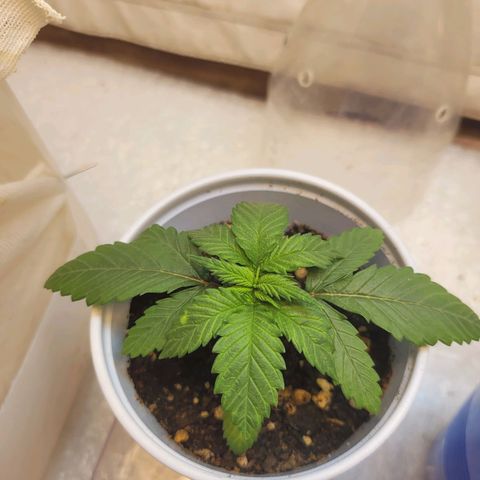 Purple Bubba Kush growlog timeline photo
