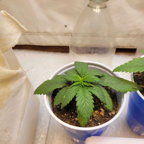 Purple Bubba Kush growlog timeline photo