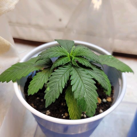 Purple Bubba Kush growlog timeline photo