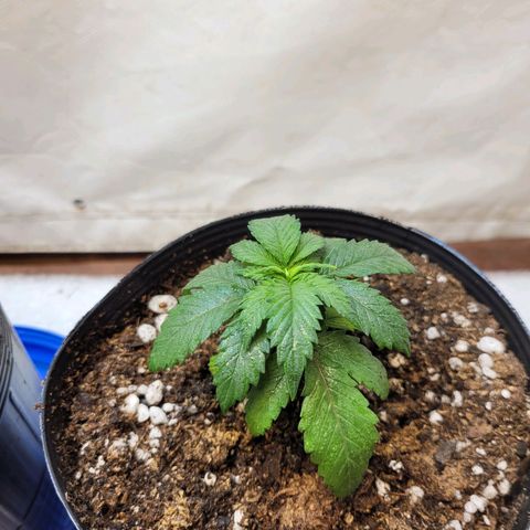 Purple Bubba Kush growlog timeline photo