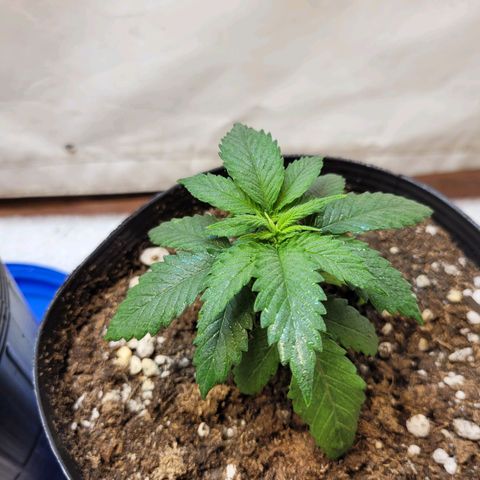 Purple Bubba Kush growlog timeline photo