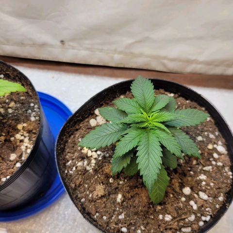 Purple Bubba Kush growlog timeline photo