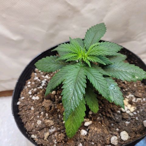 Purple Bubba Kush growlog timeline photo
