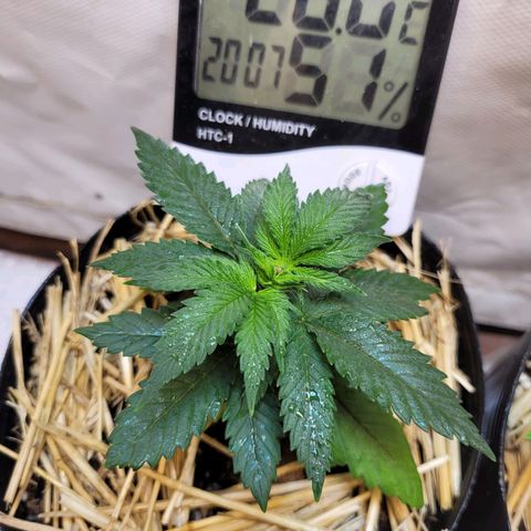 Purple Bubba Kush growlog timeline photo