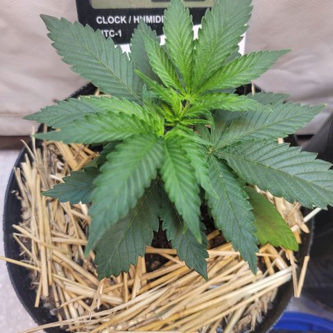 Purple Bubba Kush growlog timeline photo