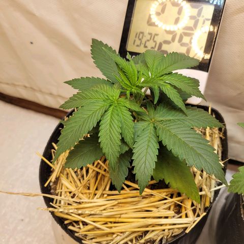 Purple Bubba Kush growlog timeline photo