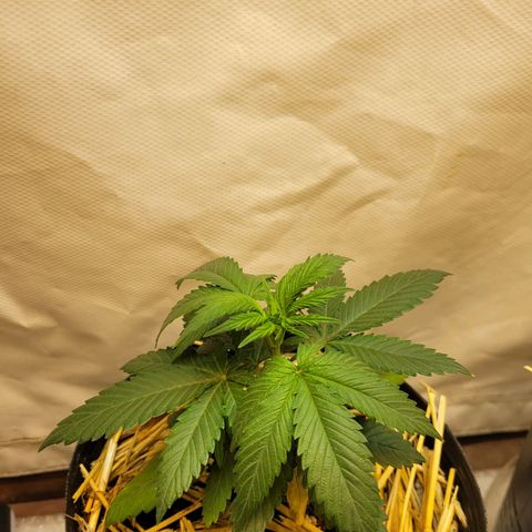 Purple Bubba Kush growlog timeline photo