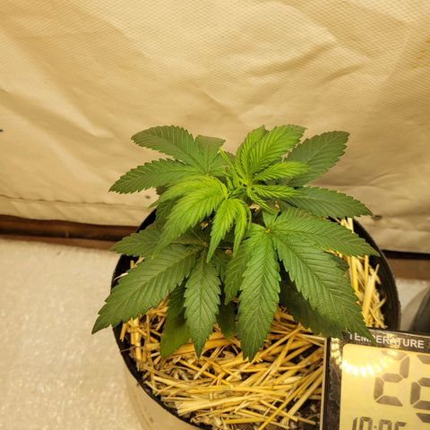 Purple Bubba Kush growlog timeline photo