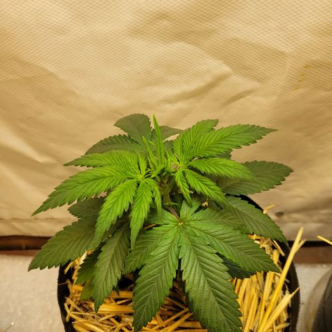 Purple Bubba Kush growlog timeline photo