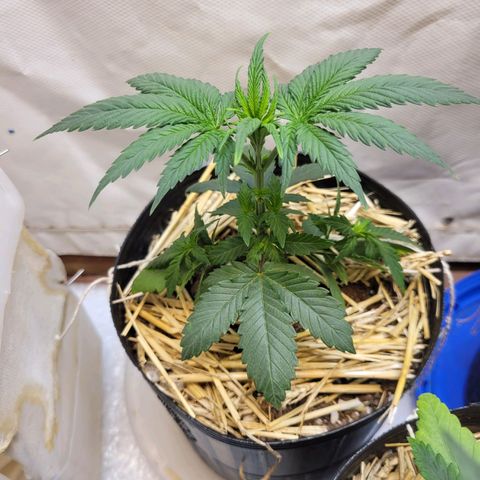 Purple Bubba Kush growlog timeline photo