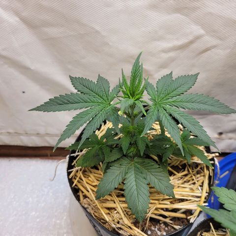 Purple Bubba Kush growlog timeline photo