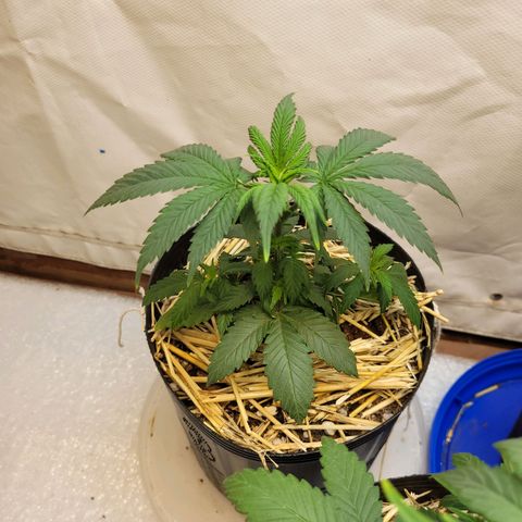 Purple Bubba Kush growlog timeline photo