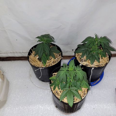 Purple Bubba Kush growlog photo: Antes/después de regar